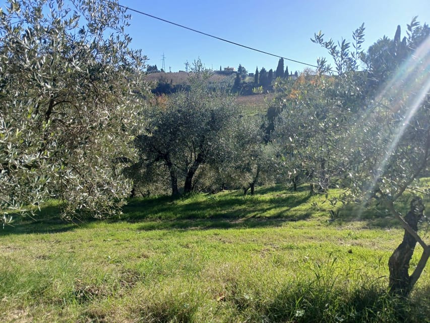 San Gimignano: Winery Visit with Picnic in Olive Grove - Finding your own place among the olive trees
