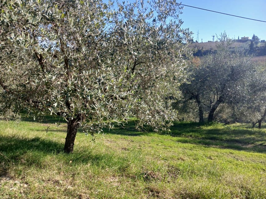 San Gimignano: Winery Visit with Picnic in Olive Grove - Is $59 a fair price?