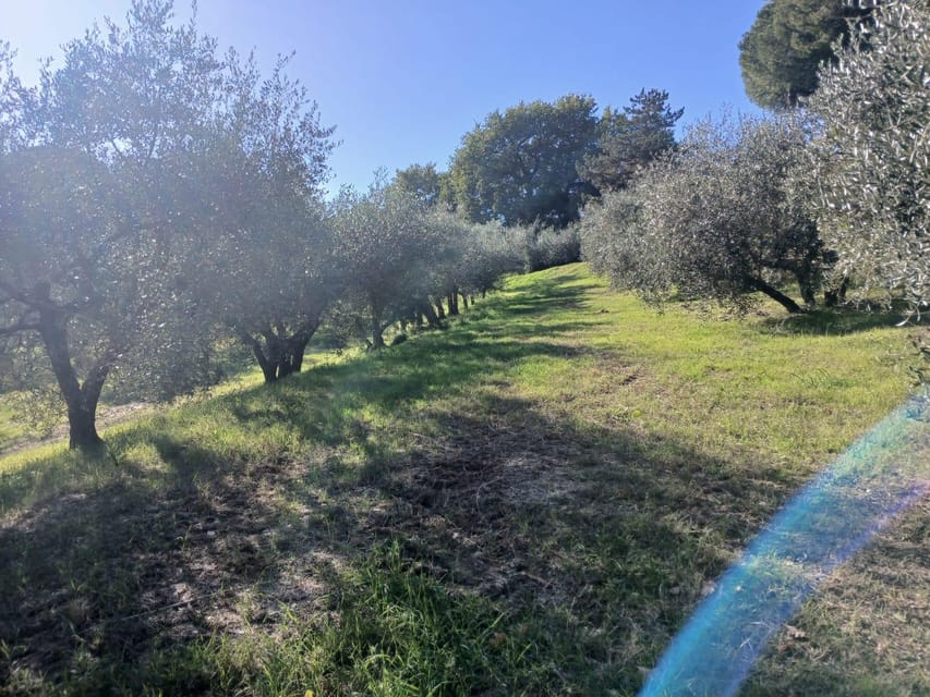 San Gimignano: Winery Visit with Picnic in Olive Grove - The host and the feel of the visit