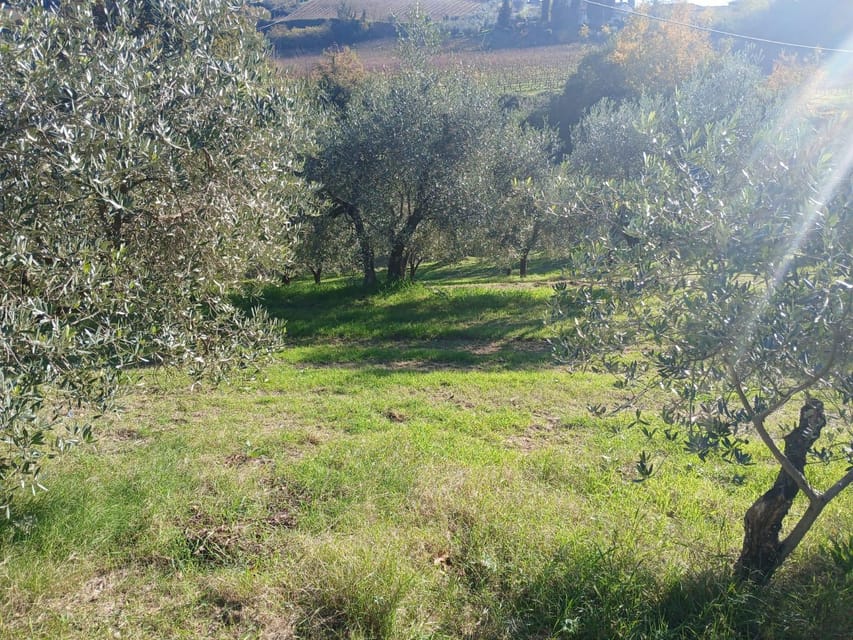 San Gimignano: Winery Visit with Picnic in Olive Grove - A welcome glass and help choosing your wine