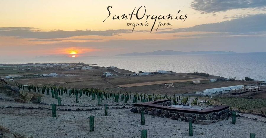 Santorini: Private Olive Oil tasting & Liqueur experience - A farm visit that shows another side of Santorini