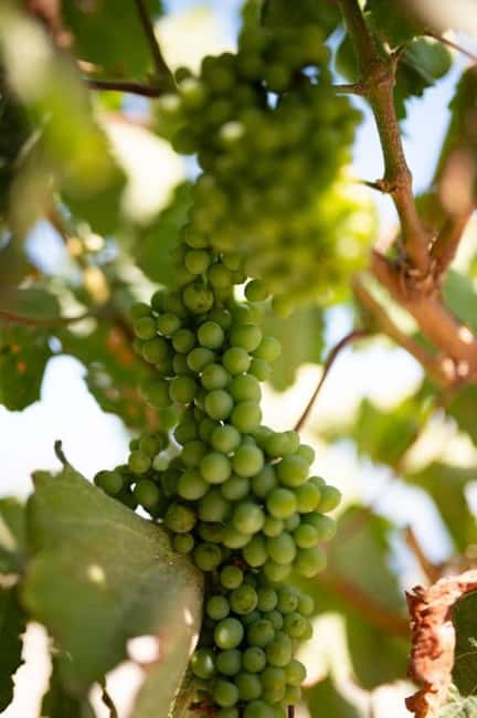 Santorini: Private Olive Oil tasting & Liqueur experience - The rare black-raisin liqueur