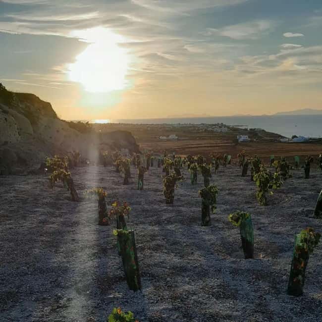 Santorini: Private Olive Oil tasting & Liqueur experience - What the $58 price gets you