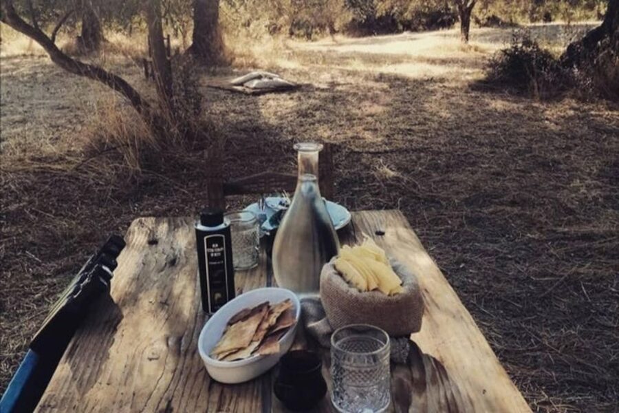 Sardinian Olive Oil tasting & Picnic among the olive trees - Sa Mola and the road into Sardinian olive country