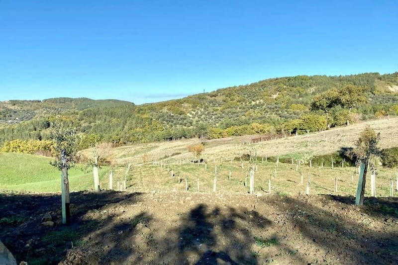 Seggiano: Guided Tour of the Olive Grove and Food Tasting - What the setting adds to the experience