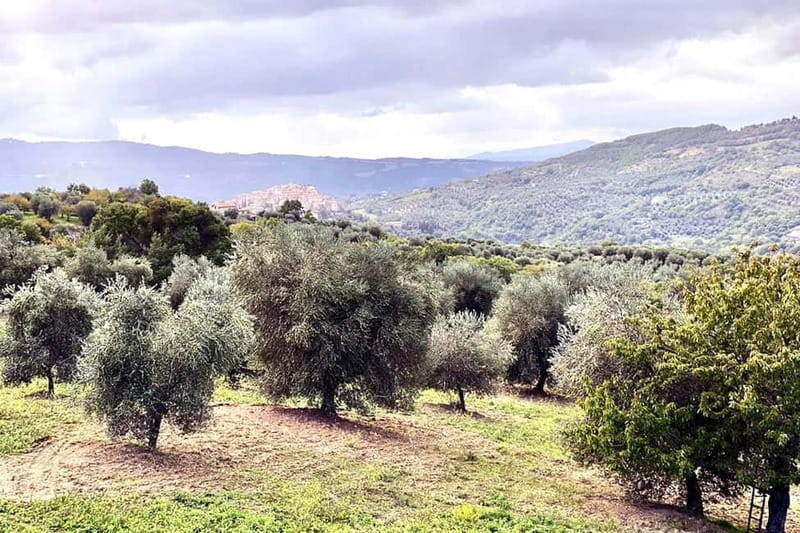 Seggiano: Guided Tour of the Olive Grove and Food Tasting - Walking through the grove near Seggiano