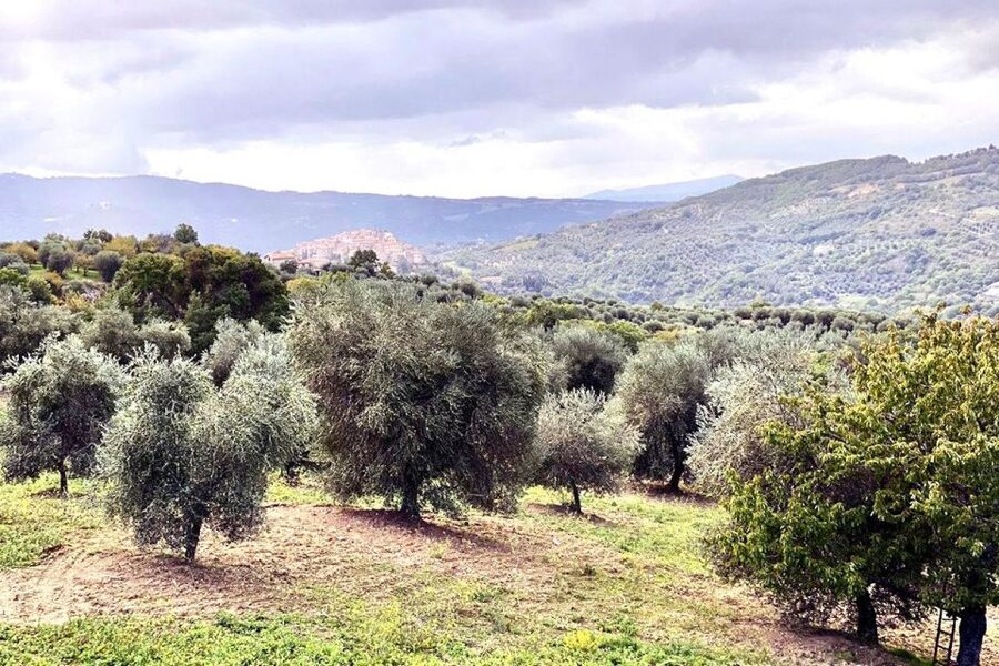 Seggiano: Typical Tuscan Farm Tour with Olive Oil Tasting - A working olive farm above Seggiano