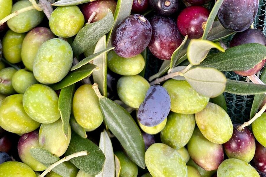Seggiano: Typical Tuscan Farm Tour with Olive Oil Tasting - Who will enjoy this farm tour most