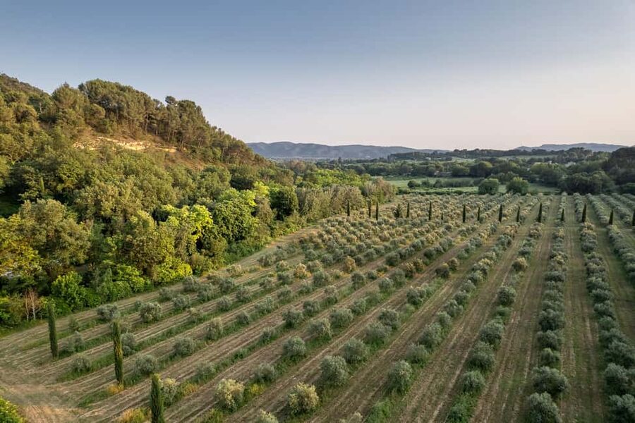 Self tour of the olive oil mill & olive oil tasting - Tasting four kinds of olive oil