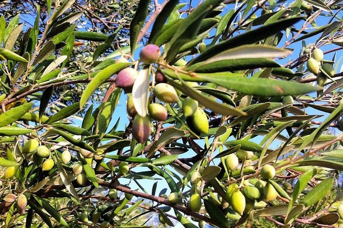 Semi Private Wine and Olive Oil tour (Transfer & Lunch Incl.) - What the $185.73 price really covers