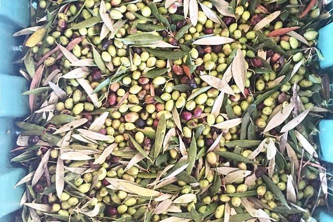 Semi Private Wine and Olive Oil tour (Transfer & Lunch Incl.) - Who will enjoy this tour most