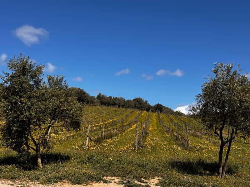 Small group- Exclusive Olive Oil & Wine Tour Mallorca - My verdict on the olive oil and wine day