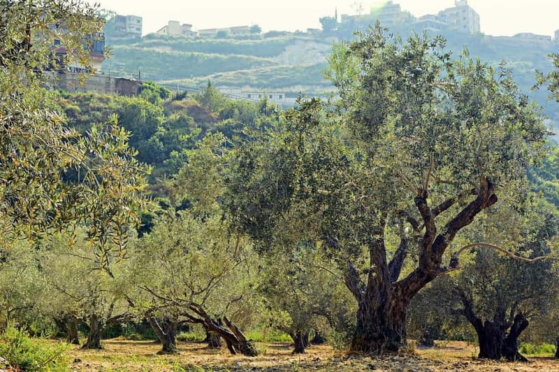 Small group- Exclusive Olive Oil & Wine Tour Mallorca - Two hours at a traditional olive oil mill