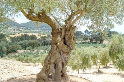 Small group- Exclusive Olive Oil & Wine Tour Mallorca