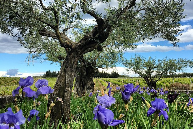 Small-Group Half-Day Languedoc Wine and Olive Tour from Montpellier - A family olive farm and its 16th-century mill