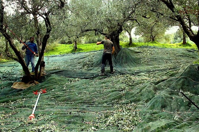 Small-Group Honey & Extra Virgin Olive Oil Tasting Tour in Crete - A one-hour taste of working Crete
