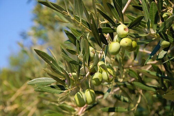 Small-Group Olive Oil Tour in Cres with Tasting - Key points to know before booking