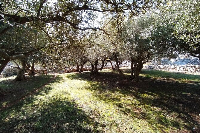 Small-Group Olive Oil Tour in Cres with Tasting - Why olive oil is the right way to meet Cres