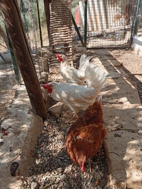 Snail and olive farm tour with table olives & homemade sweet - Walking Among Olive Trees