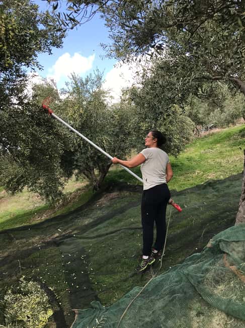 Snail and olive farm tour with table olives & homemade sweet - Practical Details Before You Book
