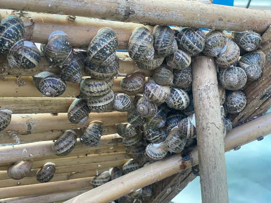 Snail and olive farm tour with table olives & homemade sweet - Inside the Cool Snail Greenhouse