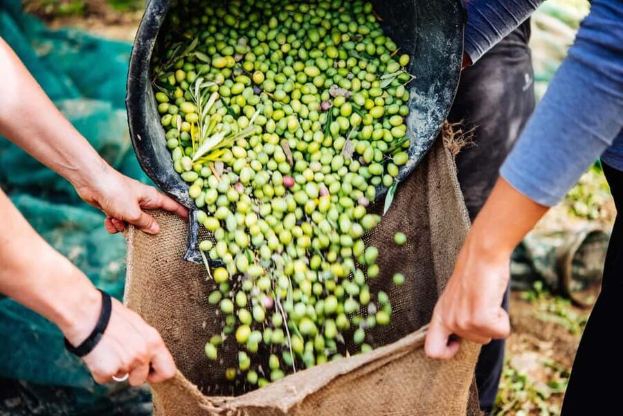 Soap, Wine, Raki, Olive Oil, Meet the local Producers Tour - What the $104 price really covers