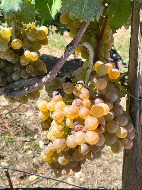Soap Workshop, Olive Oil, Lyrarakis Winery and Lunch at Peza - Should You Book This Peza Day?