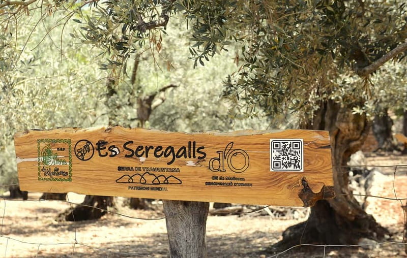SOLLER: Olive Grove Experience, Oil Tasting & Picnic in the Tramuntana - Key points at a glance