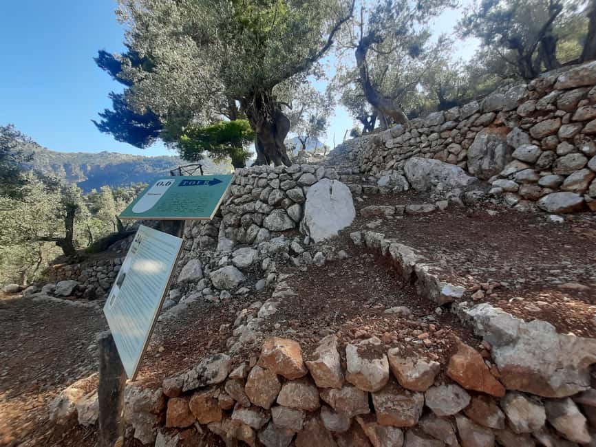 SOLLER: Olive Grove Experience, Oil Tasting & Picnic in the Tramuntana - Walking beneath Sóller’s old olive trees