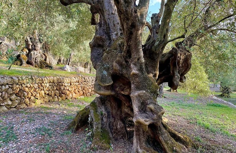 Sóller: Olive Oil Guided Tour and Tasting at Can Det Estate - What the ratings suggest about the experience