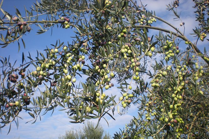 Olive branches over a hillside grove above the Sorrento coast