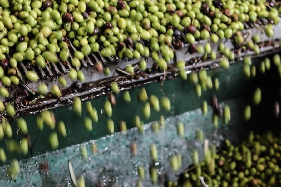 Sorrento: Guided Olive Mill Visit with Tastings - Why this Sorrento olive mill visit is worth your time