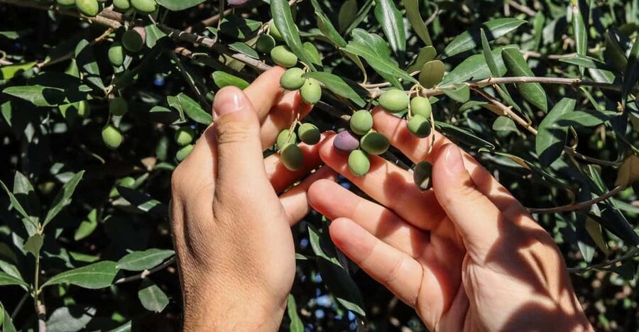 Sorrento: Guided Olive Mill Visit with Tastings - Comparing 15 extra virgin olive oils