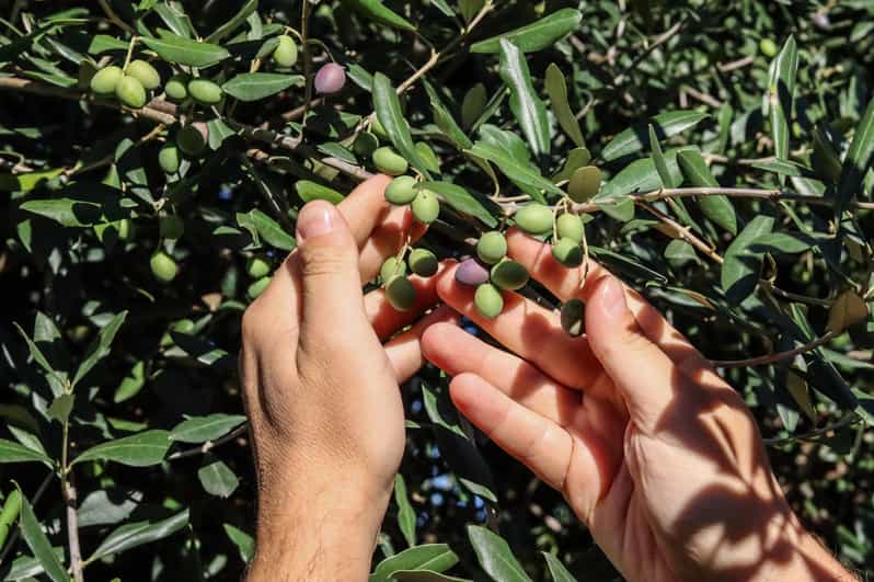 Sorrento: Guided Olive Mill Visit with Tastings - Pickup from your accommodation on the Sorrentine peninsula