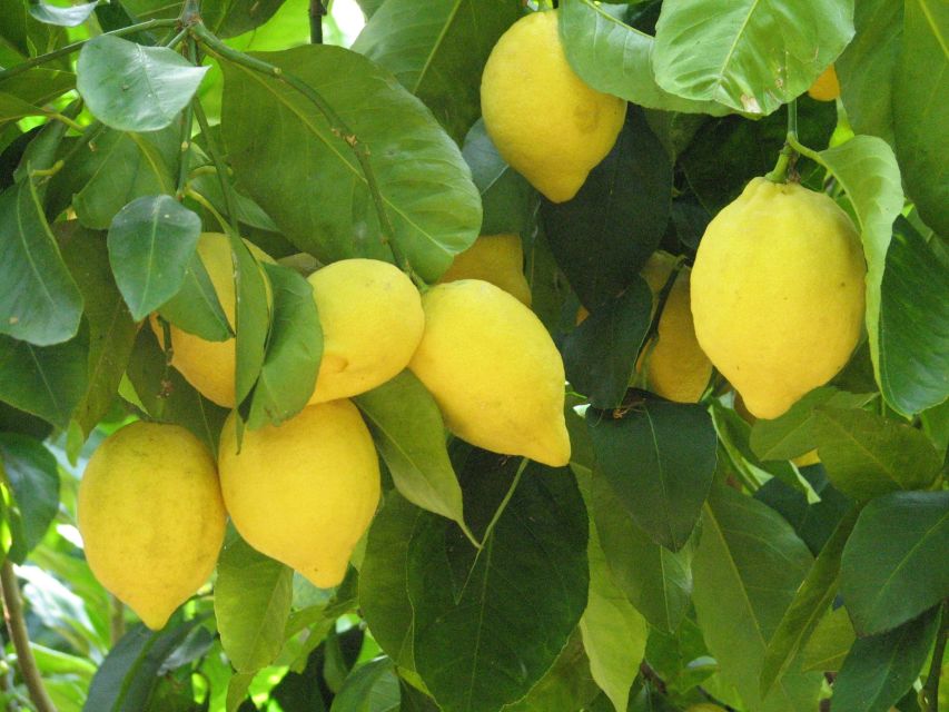 Sorrento: Lemon, Olive Oil and Wine Tasting Tour with Lunch - Walking through the olive grove