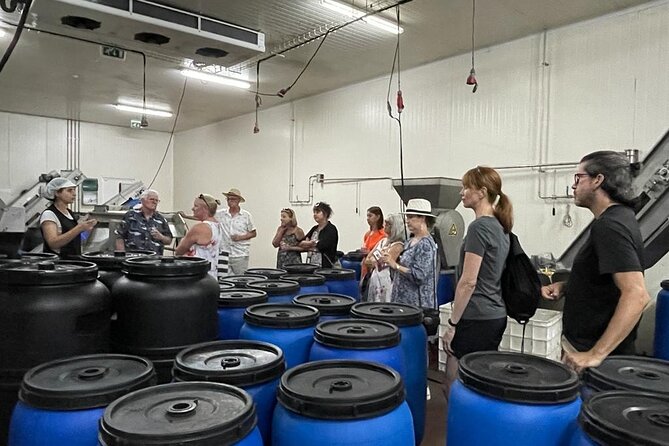 Tavira Olive Experience Factory Tour and Tasting - What this Tavira olive experience actually covers