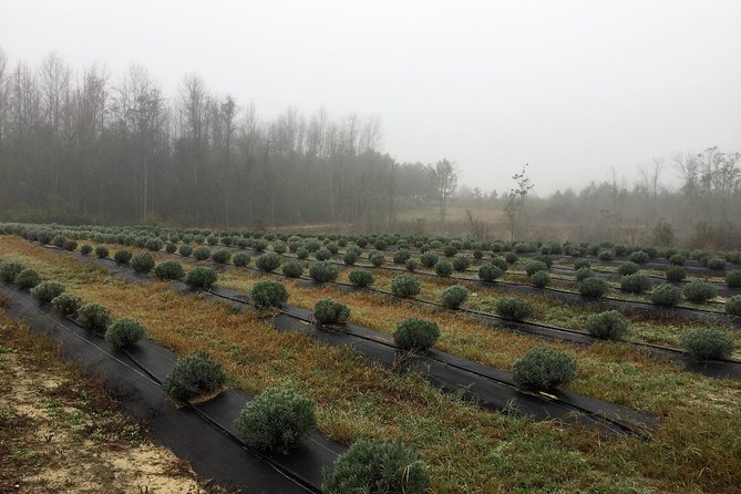 The Olive Grove Tour - Starting at 12:00 p.m. on the farm
