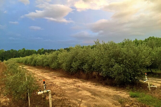 The Olive Grove Tour - Walking among the olive varieties