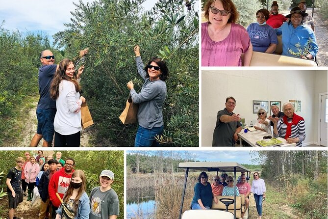The Olive Grove Tour - The guided tasting: oil first, balsamic next