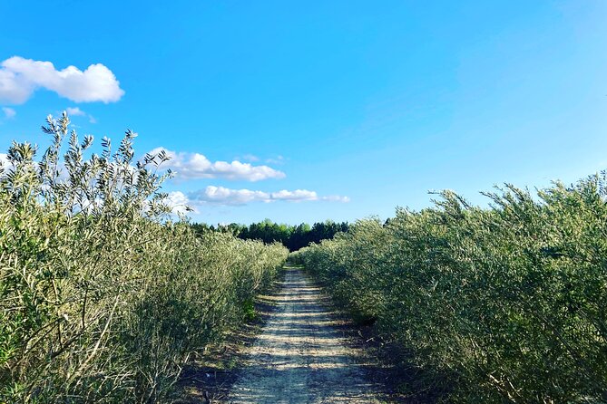 The Olive Grove Tour - Is the $24 price good value?