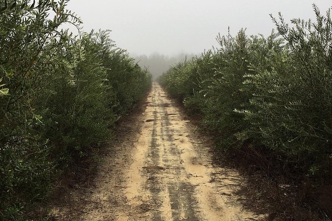 The Olive Grove Tour - Learning what extra virgin really means