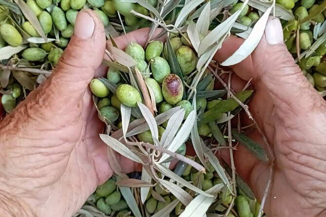 The Olive Oil Experience @ Lefkada Micro Farm - Key points at a glance