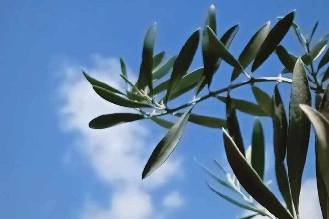 The Olive Oil Experience @ Lefkada Micro Farm - Regenerative farming and the local olive tradition