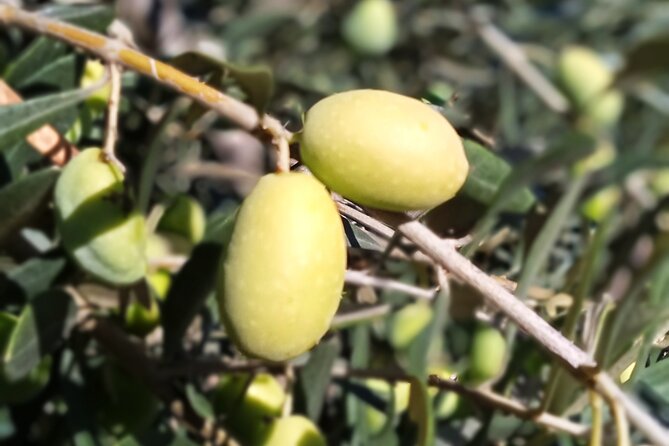 The Olive Oil Experience @ Lefkada Micro Farm - Why the $54 price may make sense