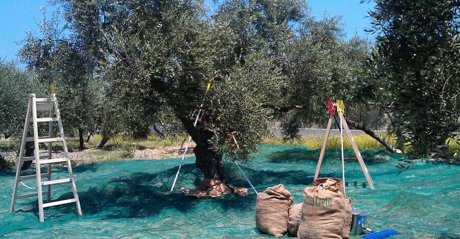 The Terra Creta Olive Oil Experience Tour - Key points at a glance