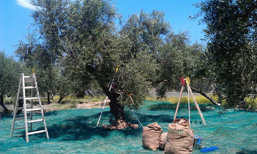The Terra Creta Olive Oil Experience Tour - Getting to Terra Creta from Chania or Kissamos