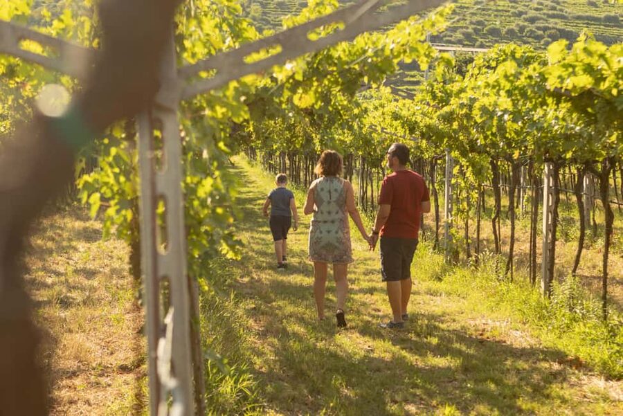 THE TRADITIONS OF VALPOLICELLA: WINE, EXTRA VIRGIN OLIVE OIL, AND HONEY TASTING - Five Organic Reds at the Tasting Table