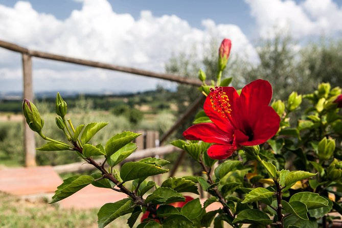 Think of a romantic meal in the Olive Trees shade, accompanied by Tuscan wines! - Arriving at Agriturismo Sanguineto near Montepulciano