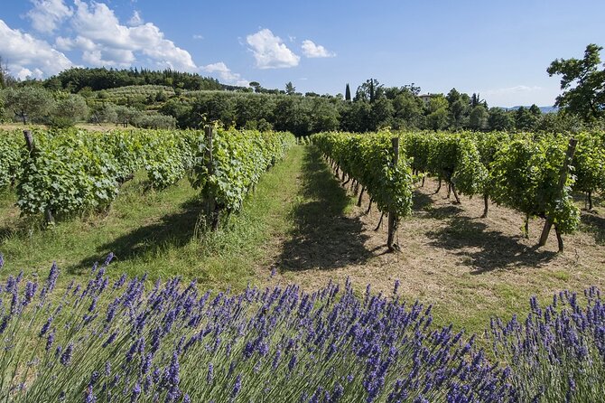 Tour through the vineyards and wine and olive oil tasting in Tuscany - Is $45.96 a fair price?