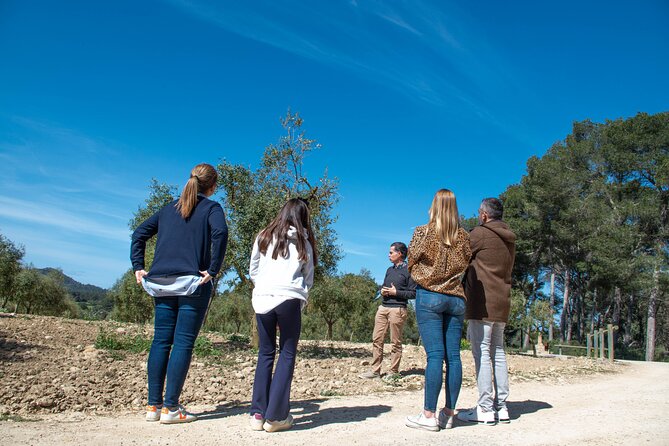 Tour to olive grove and olive mill, oil tasting and snack - Walking among the olive trees